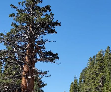 Lower Pine Grove Campground