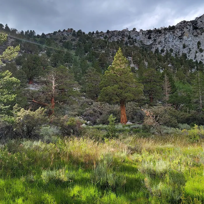 Palisade Group Campground Picture 10