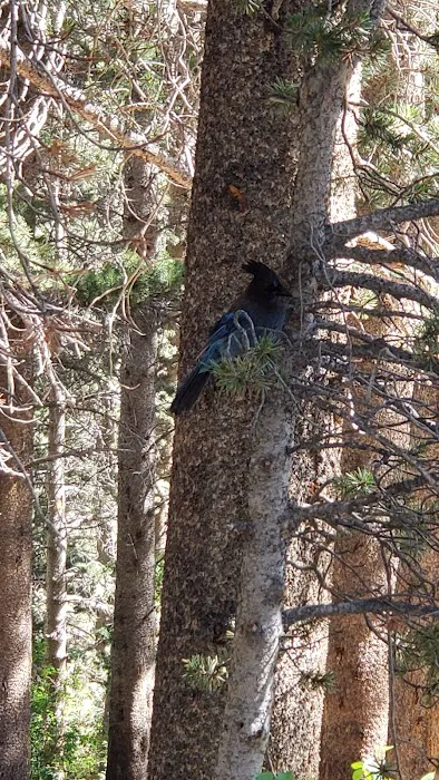 Big Meadow Campground Picture 2