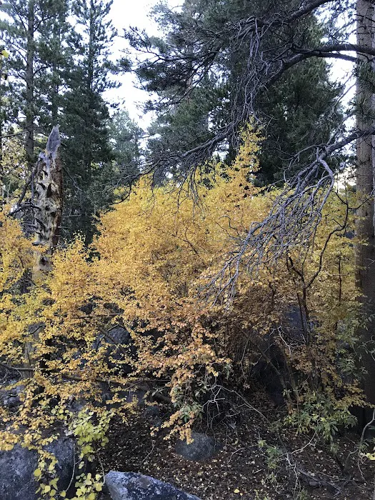 Big Meadow Campground Picture 7