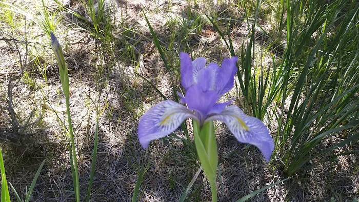 Iris Meadow Campground Picture 3