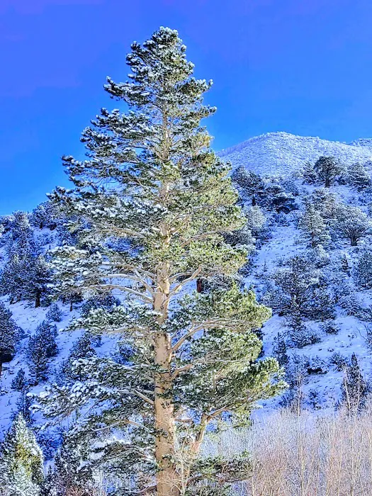 Aspen Group Campground Picture 8