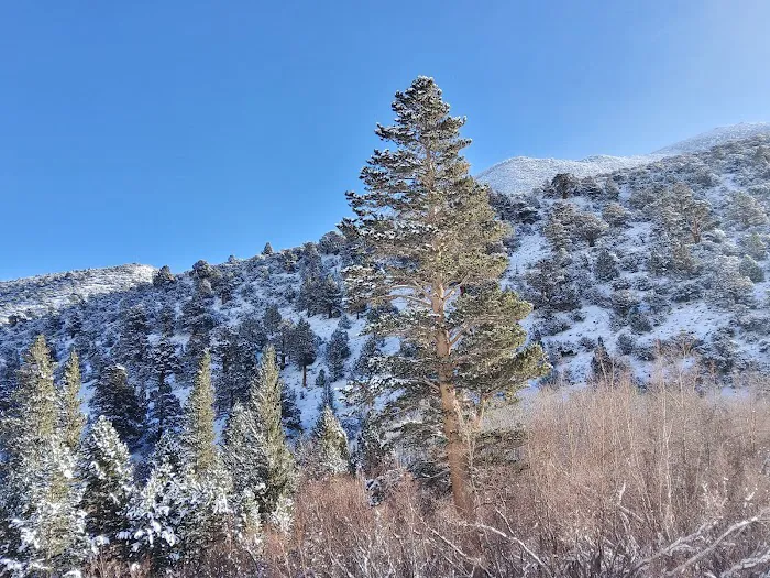 Aspen Group Campground Picture 7