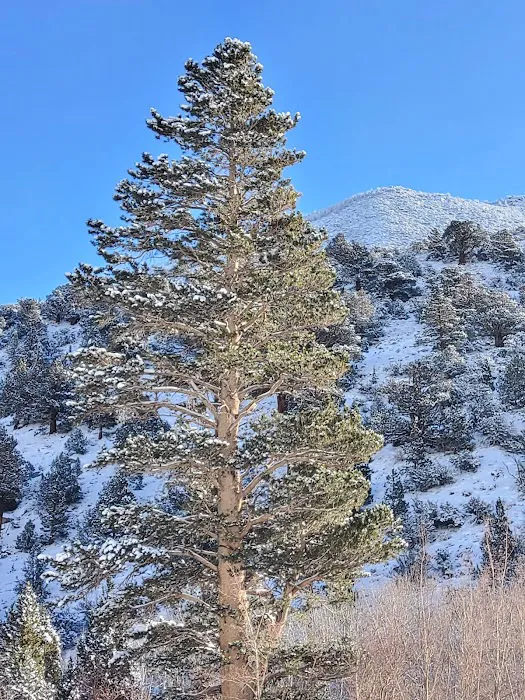 Aspen Group Campground Picture 9