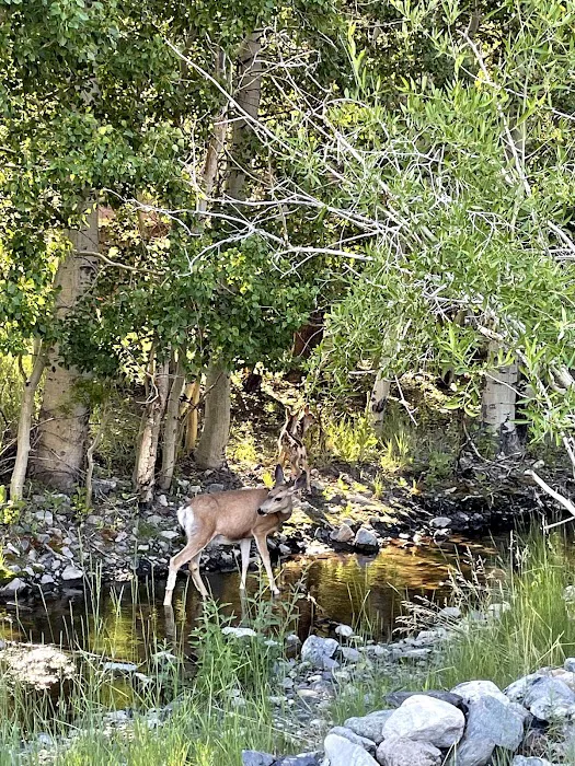Silver Lake Campground.junelake CA Picture 10