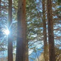 Trailer Park Campground ico