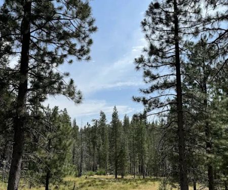 Dimond O Campground