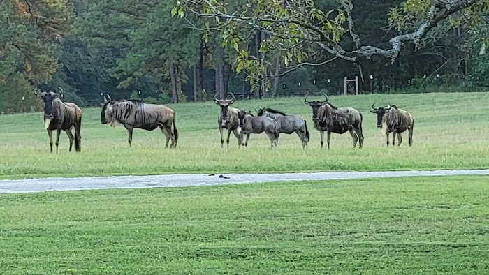 Rain Tree RV Park Picture 10