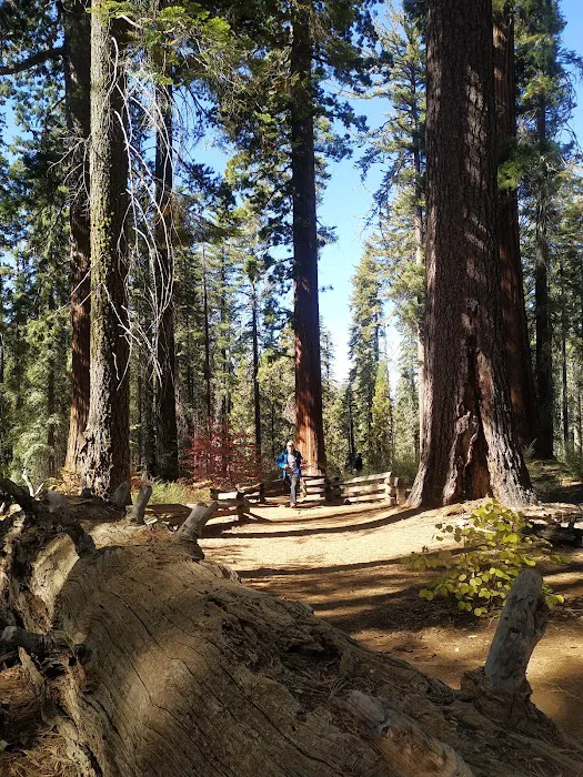 Tuolumne Meadows Campground Picture 4