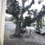 Cameron RV Under the Oaks