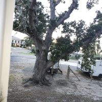Cameron RV Under the Oaks ico