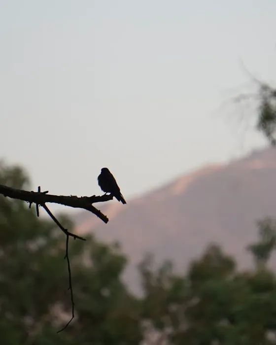 Yucaipa Regional Park Tent Campground Picture 5