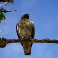 Yucaipa Regional Park Tent Campground ico