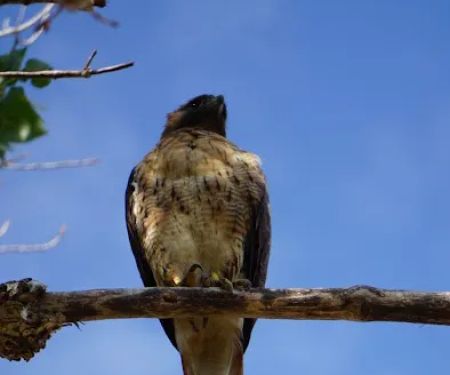 Yucaipa Regional Park Tent Campground