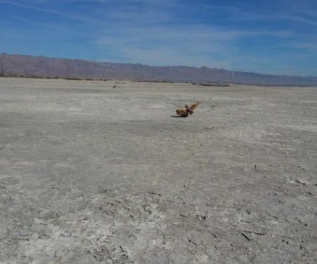 Bombay Beach Campground