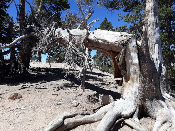 Vivian Creek Camp Picture 5
