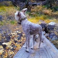 Vivian Creek Camp ico