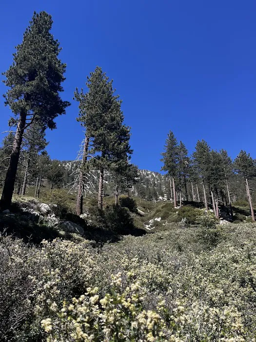 Halfway Camp Picture 6