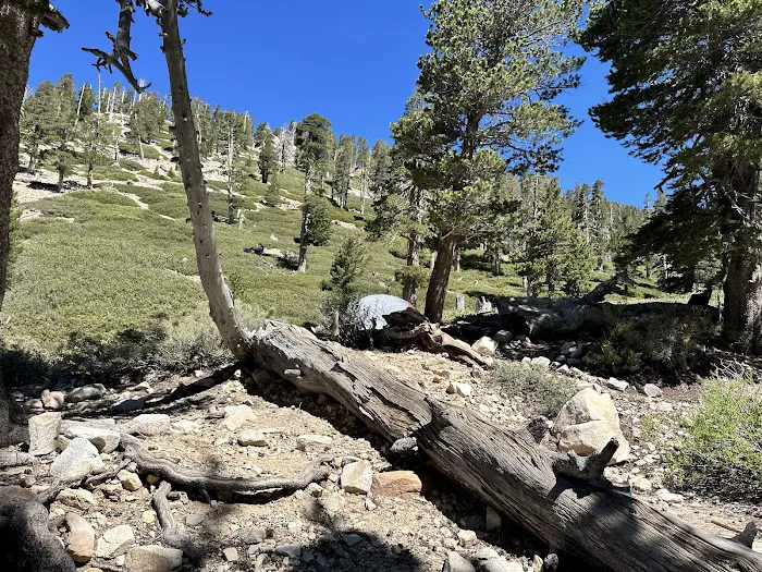 High Creek Camp Picture 9