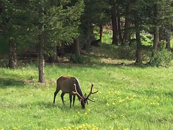 Estes Park Campground at East Portal Picture 2