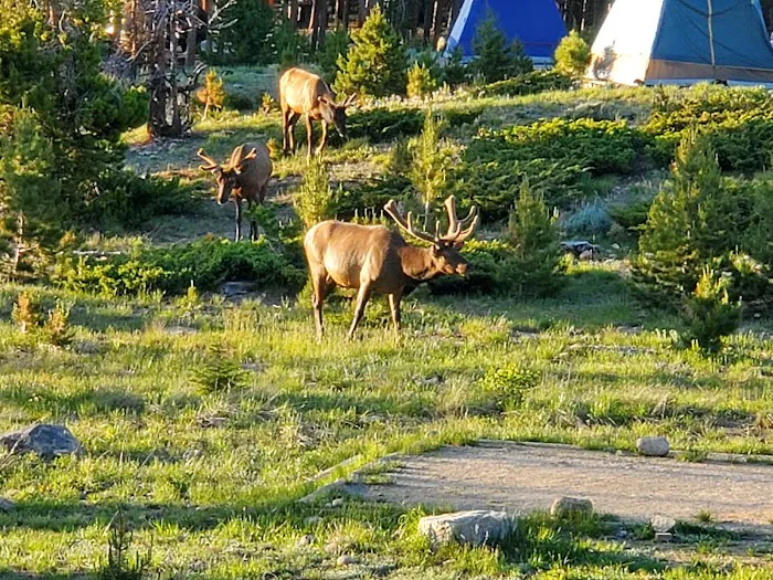 Glacier Basin Campground Picture 5
