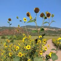 Sand Gulch Campground ico