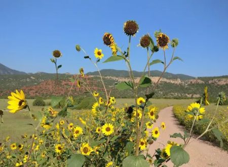 Sand Gulch Campground