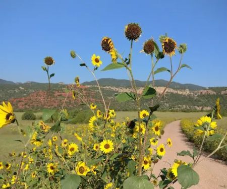 Sand Gulch Campground