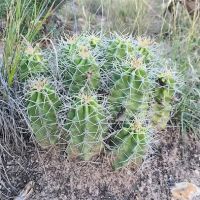 Oil Well Flats Trail System ico