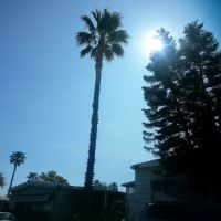 Las Palmas Estates ico
