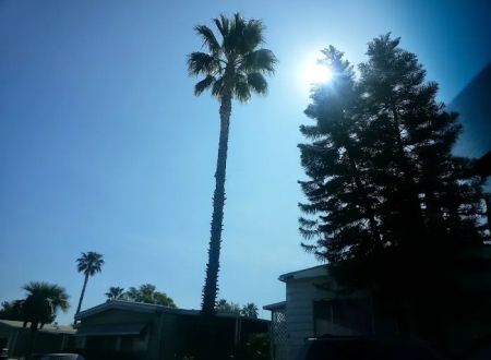 Las Palmas Estates