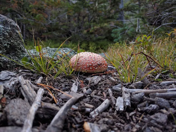 Fern Lake Picture 10