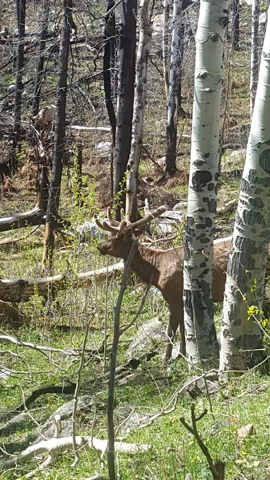 Cub Creek Primitive Campground Picture 2