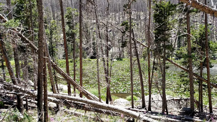 Cub Creek Primitive Campground Picture 7
