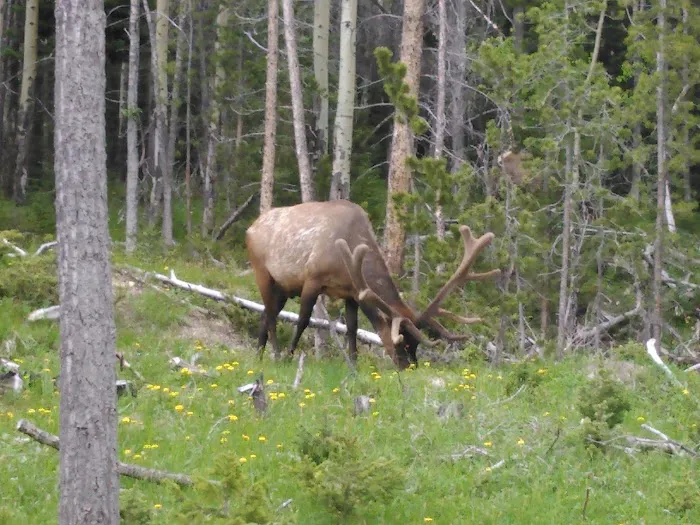 Timber Creek Campground Picture 5