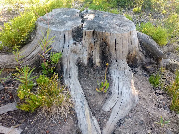 Meadows Campground Picture 8