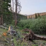 Pines Campground
