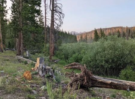 Pines Campground