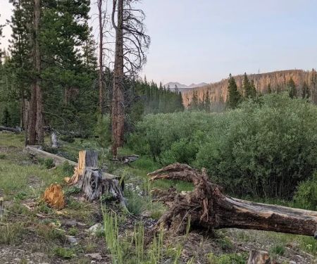 Pines Campground