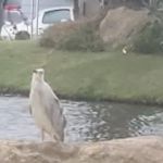 IL SORRENTO MOBILE HOME PARK