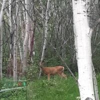 Ruedi Marina Campground ico