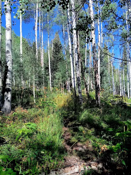 Chapman Campground Picture 6