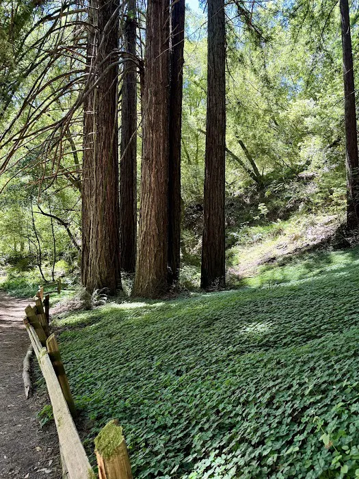 Fern Dell Picture 1