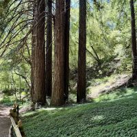 Fern Dell ico