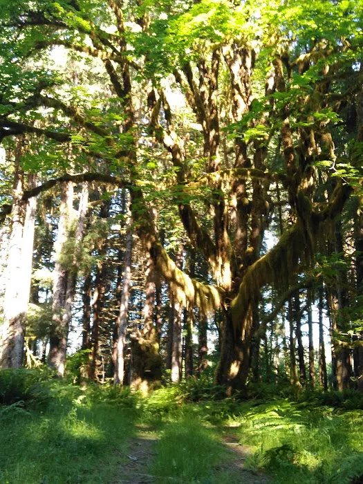 Queets Campground Picture 9