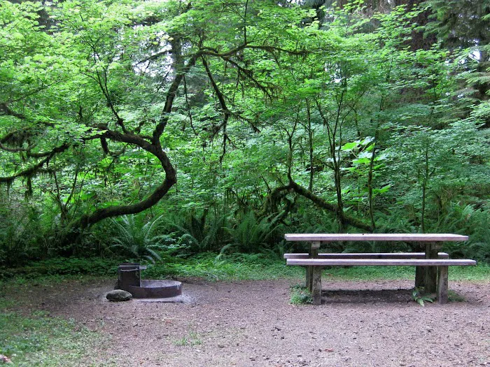 Queets Campground Picture 7