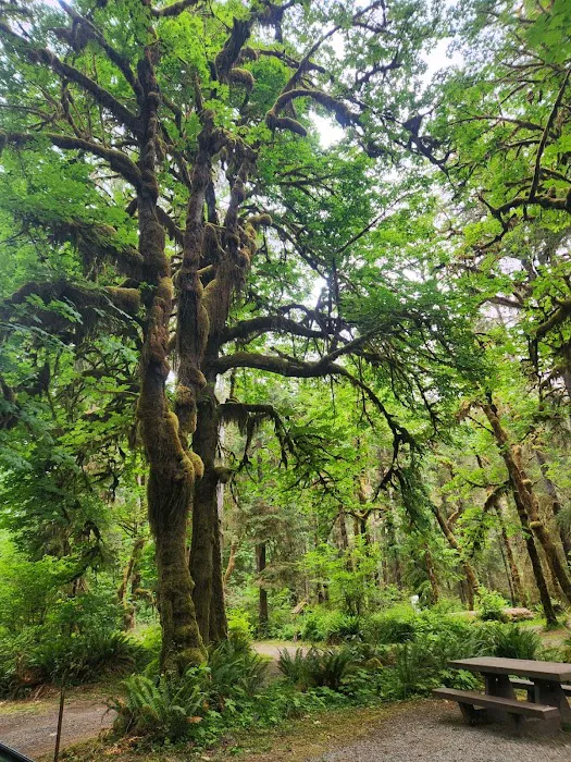 Queets Campground Picture 4