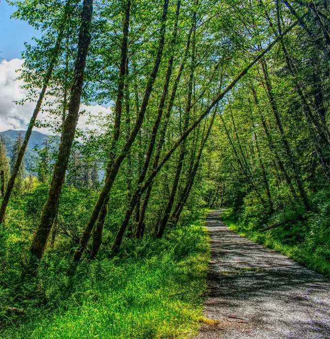 South Fork Hoh Campground Picture 9