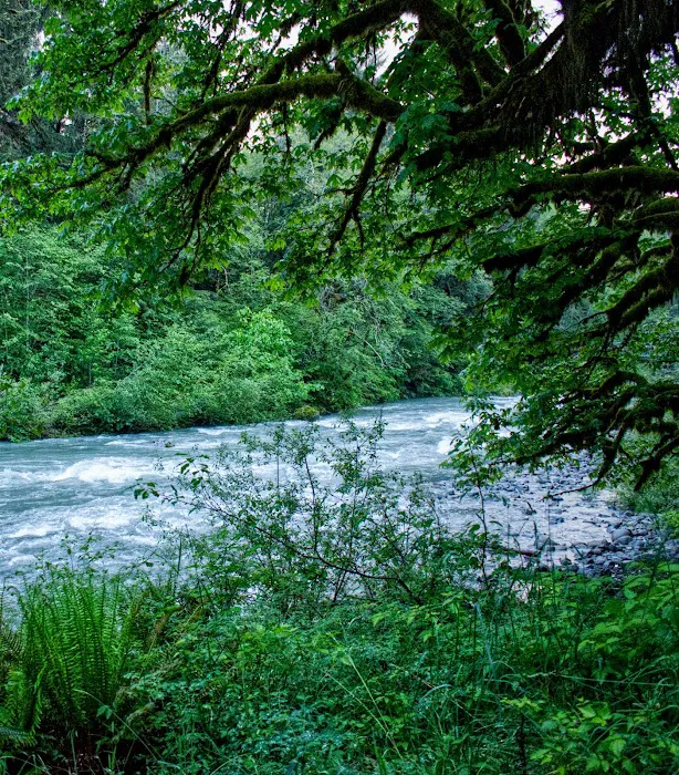 South Fork Hoh Campground Picture 7