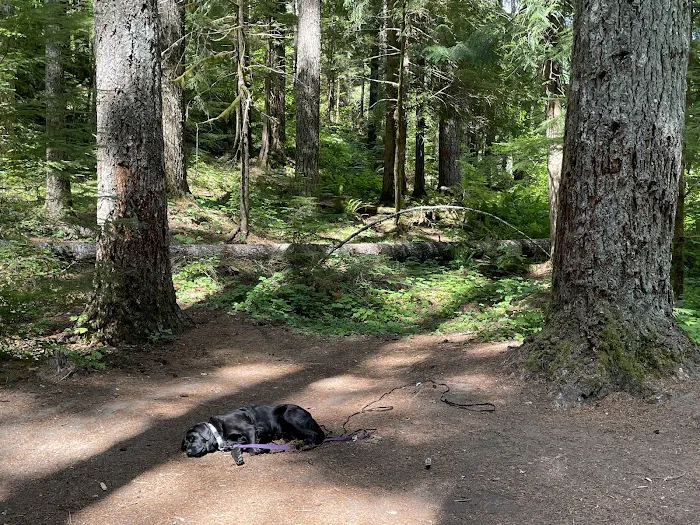 Lower Falls Campground Picture 8